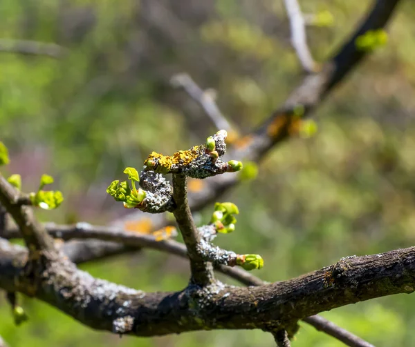 Świeże Zielone Liście Ginkgo Biloba Pendula Gałęziach Wczesną Wiosną Gałęzie — Zdjęcie stockowe