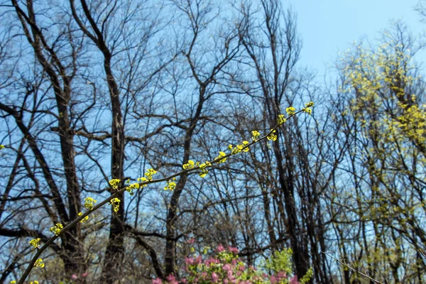 Frische Hellgrüne Blätter Von Ginkgo Biloba Pendula Zweigen Zeitigen Frühjahr — Stockfoto