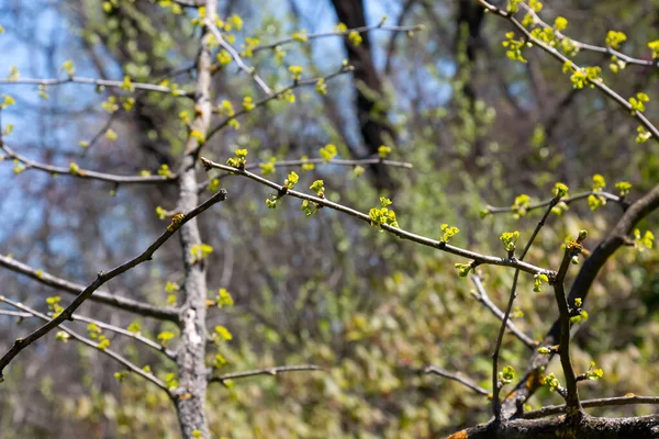Čerstvé Jasně Zelené Listy Ginkgo Biloba Pendula Větvích Začátku Jara — Stock fotografie