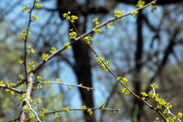 早春に 枝先にイチョウL Pendulaの新鮮な緑の葉 ウクライナのドニエプルの植物園にある銀杏の木の枝 — ストック写真