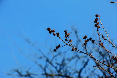 Baharda mavi gökyüzüne karşı Exochorda korolkowii tohumları. Exochorda albertii, Asya 'da yetişen bir çalı gülü..