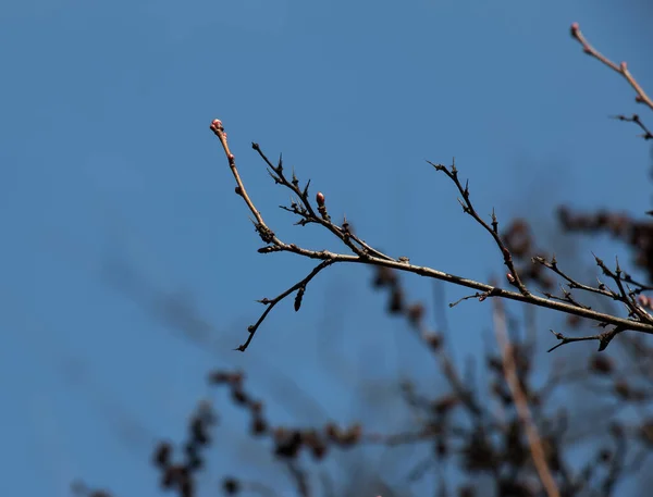 青い空に対して春にExochorda Korolkowiiの種子 Exochorda Albertiiはアジア原産の低木です — ストック写真
