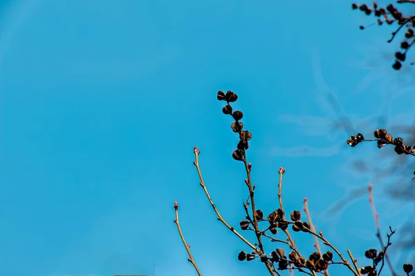 Nasiona Exochorda Korolkowii Wiosną Przeciwko Błękitnemu Niebu Exochorda Albertii Krzew — Zdjęcie stockowe