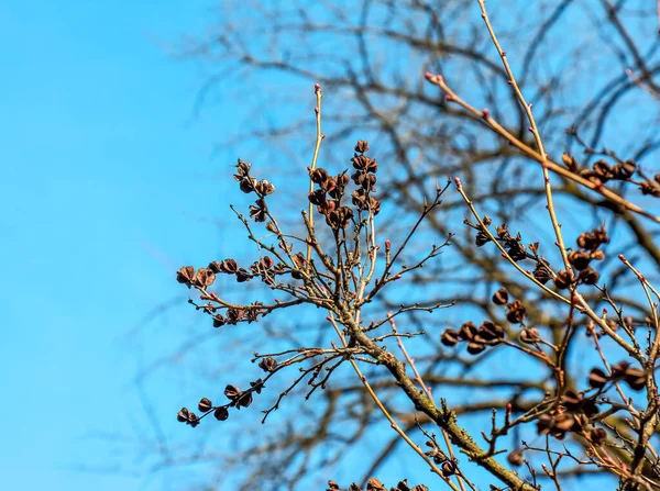 青い空に対して春にExochorda Korolkowiiの種子 Exochorda Albertiiはアジア原産の低木です — ストック写真