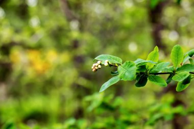 Baharda genç yeşil yapraklar ve Exochorda korolkowii tomurcukları. Exochorda albertii, Asya 'da yetişen bir çalı gülü..