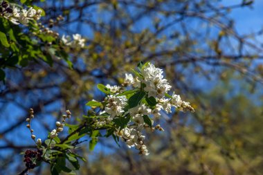Baharda Exochorda korolkowii 'nin çiçek açan dalı. Exochorda albertii, Asya 'da yetişen bir çalı gülü..