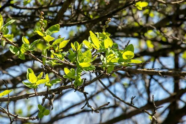春にExochorda Korolkowiiの若い緑の葉 Exochorda Albertiiはアジア原産の低木です — ストック写真