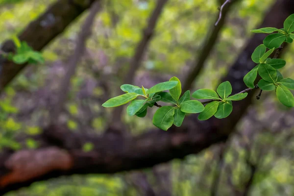 春にExochorda Korolkowiiの若い緑の葉 Exochorda Albertiiはアジア原産の低木です — ストック写真