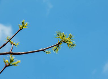 Phellodendron Sachalinense 'den ilkbaharda yeni bir büyüme