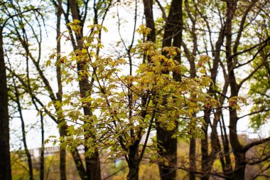 Yapraklı Maple Norveç Globosum şubesi. Latince adı Acer platanoides Globosum
