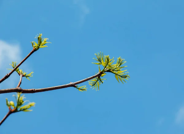 Nuevo Crecimiento Primavera Phellodendron Sachalinense —  Fotos de Stock
