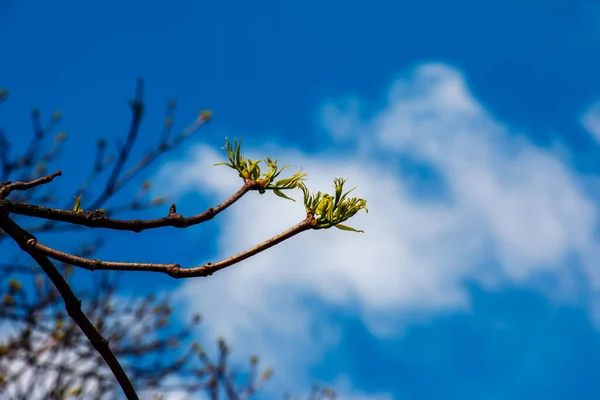Nowy Wzrost Wiosną Phellodendron Sachalinense — Zdjęcie stockowe