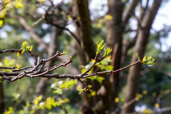 Phellodendron Sachalinense Den Ilkbaharda Yeni Bir Büyüme — Stok fotoğraf