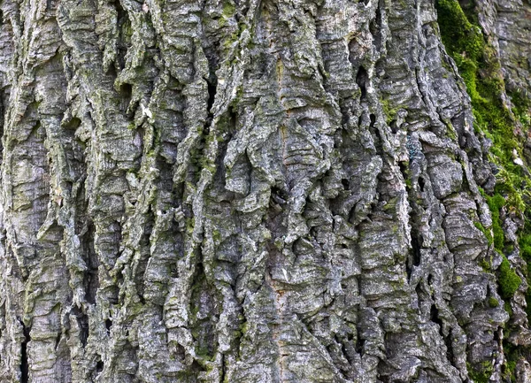 コルクの木の樹皮のクローズアップ ラテン語でコルクの木やPhellodenronサカリナンス — ストック写真