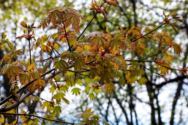 Ahorn Norwegen Globosum Zweig Mit Blättern Lateinischer Name Acer Platanoides — Stockfoto