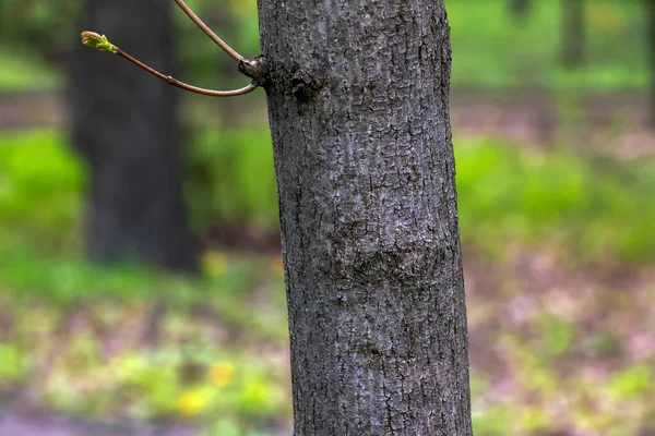 Norveç Akçaağaç Ağacının Gövdesi Taze Yaprakları Latince Adı Acer Platanoides — Stok fotoğraf