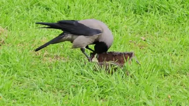 Gray Black Crow Eats Pieces Meat Green Grassy Lawn City — Stock Video