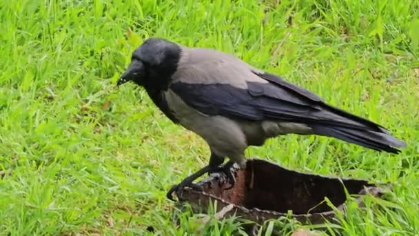 Eine Grau Schwarze Krähe Frisst Frühjahr Fleischstücke Auf Einer Grünen — Stockvideo