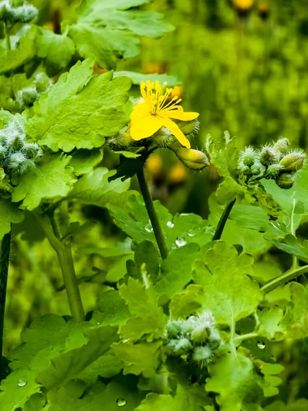Brotes Verdes Jóvenes Flores Amarillas Celidonia Primavera Nombre Latino Planta — Foto de Stock
