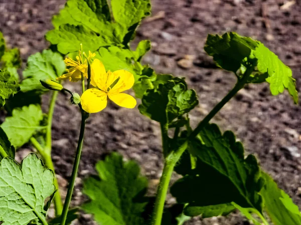 Fiatal Zöld Rügyek Sárga Virágú Celandine Tavasszal Növény Latin Neve — Stock Fotó