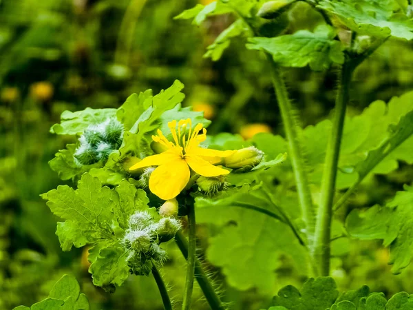 Молоді Зелені Бруньки Жовті Квіти Целандіну Навесні Латинська Назва Рослини — стокове фото