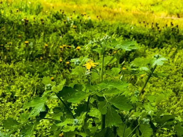 Botões Verdes Jovens Flores Amarelas Celandine Primavera Nome Latino Planta — Fotografia de Stock