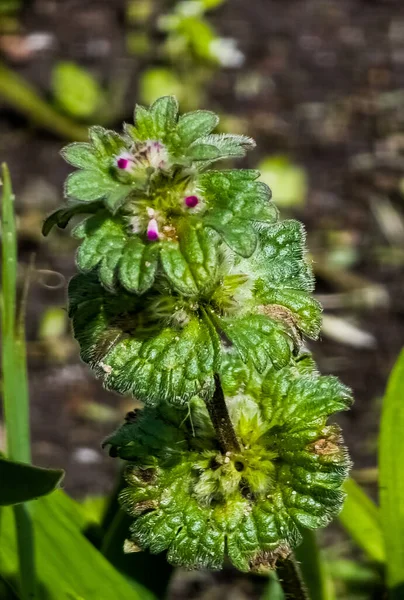 Pembe Renkli Bir Lamium Amplexicaule Çiçek Goncasını Parlak Bir Doğa — Stok fotoğraf