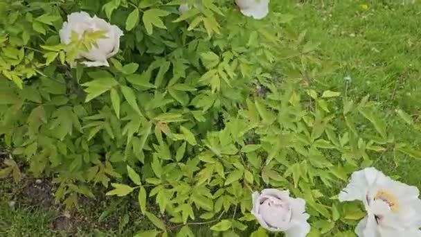 Flores Peonía Enana Peonía Del Árbol Floreciente Tiempo Nublado Primer — Vídeos de Stock