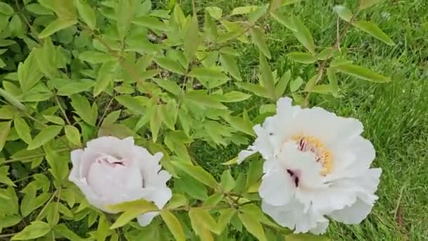 矮牡丹的花朵多云的天气里盛开的牡丹树 洛基牡丹 植物的自然背景 — 图库视频影像