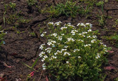 Arap Kafkasya Dağları Kayaları İlkbahar Çiçek açan bitki, Kafkasya kayalık teresi çiçekleri beyaz taç yaprakları, yeşil yapraklar