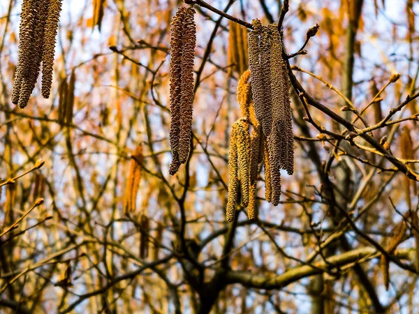 Jarní Pozadí Větev Kočičími Olše Kvetení Alnus — Stock fotografie