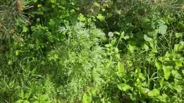 Wormwood Artemisia absinthium. Pelinotu dalı, yapraklar ve pelin otu çiçekleri. Kozmetik ve Tıbbi Tesis. 