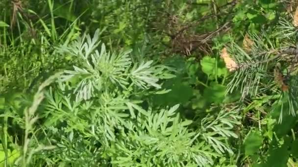 Malört Artemisia Absintium Malört Gren Blad Och Malört Blommor Kosmetika — Stockvideo