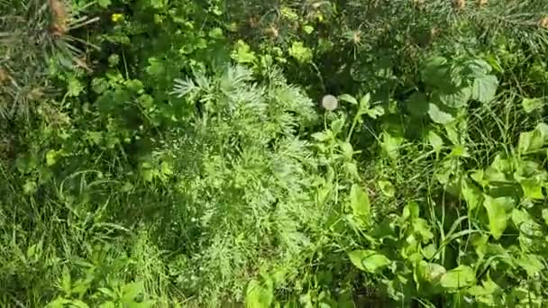 Malört Artemisia Absintium Malört Gren Blad Och Malört Blommor Kosmetika — Stockvideo