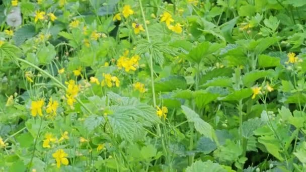 Jonge Groene Knoppen Gele Bloemen Van Celandine Het Voorjaar Latijnse — Stockvideo