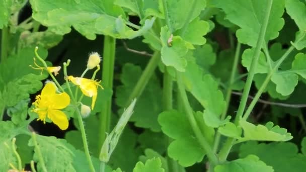 春天里 翠菊嫩绿的枝叶和黄色的花朵 该植物的拉丁文名称为Chelidonium 传统医学的概念 — 图库视频影像