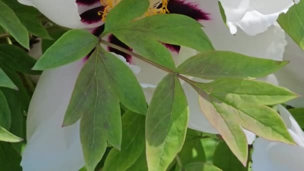 Törpe Bazsarózsa Virágai Virágzó Bazsarózsa Felhős Időben Közelkép Sziklás Bazsarózsa — Stock videók