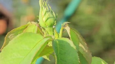 Üzerinde yaprak bitleri olan yeşil yapraklar, Bahar Bahçesi. Böcek böcekleri..