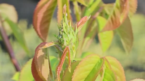 Πράσινα Φύλλα Τριανταφυλλιάς Μπουμπούκια Στα Οποία Κάθονται Αφίδες Ανοιξιάτικος Κήπος — Αρχείο Βίντεο