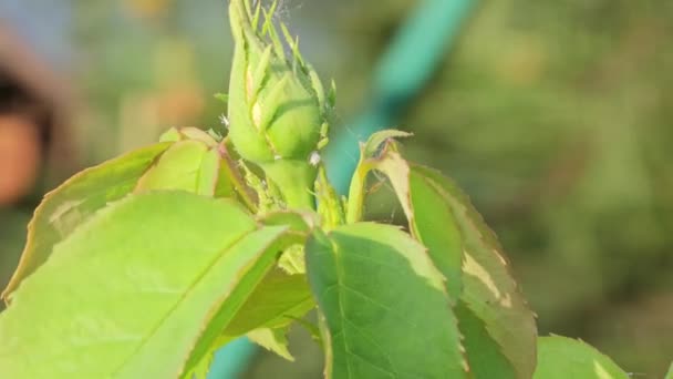 Green Leaves Rose Bush Buds Which Aphids Sit Spring Garden — Stock Video