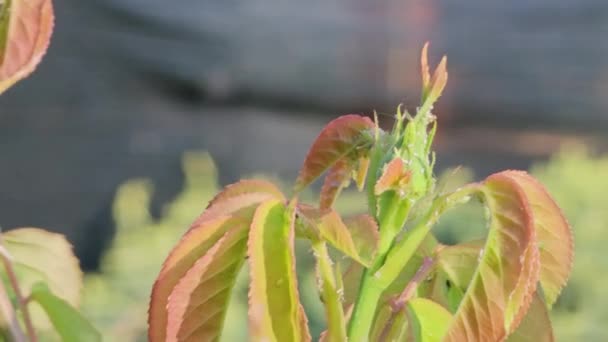 Zielone Liście Krzewu Róży Pączkami Których Siedzą Mszyce Spring Garden — Wideo stockowe