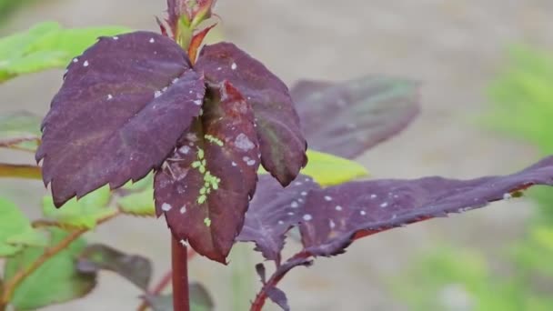 Zelené Listy Růžového Keře Pupeny Kterých Sedí Mšice Jarní Zahrada — Stock video