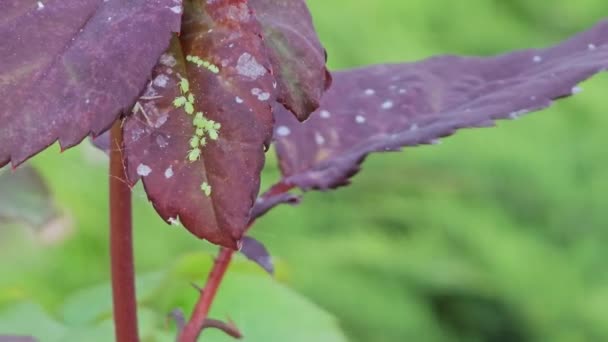 春天的花园 绿叶的玫瑰丛生 花蕾丛生 蚜虫栖息 昆虫害虫 — 图库视频影像