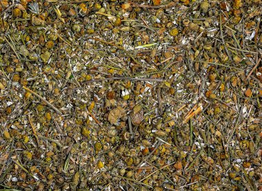 Kurumuş papatya çiçeklerinin illüstrasyon geçmişi. Latince adı Matricaria Chamomilla. Şifalı bitki..