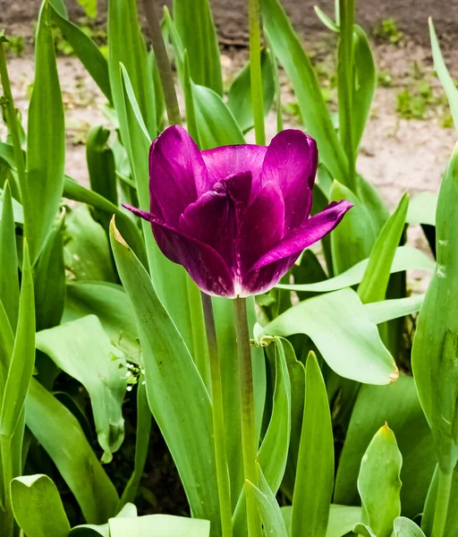 Les Tulipes Variété Purple Prince Fleurissent Dans Parc Printemps — Photo