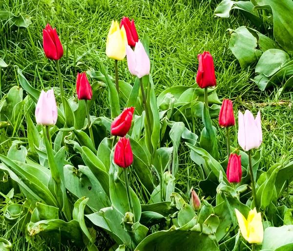 Multi-colored tulips in the spring park are just beginning to bloom