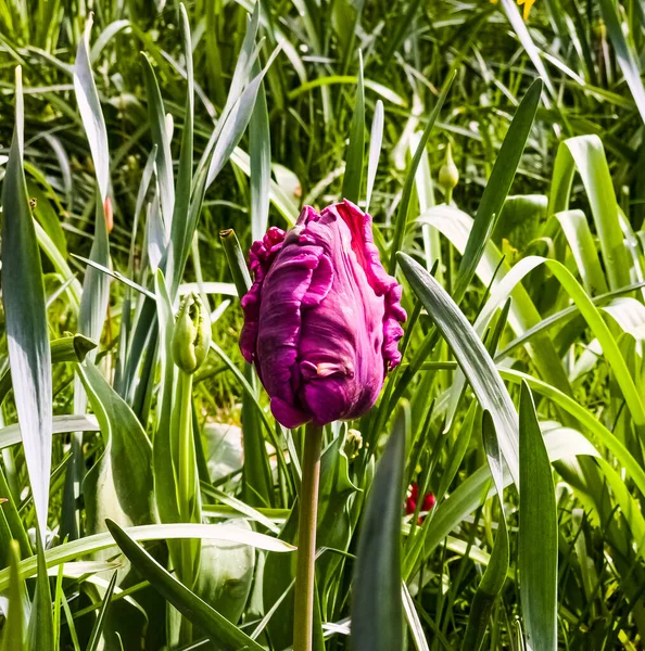 Les Tulipes Pourpres Foncées Variété Parrot Prince Dans Parc Printanier — Photo