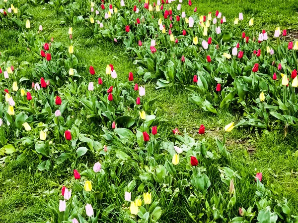 Des Tulipes Multicolores Dans Parc Printanier Commencent Tout Juste Fleurir — Photo
