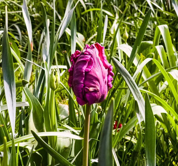 Les Tulipes Pourpres Foncées Variété Parrot Prince Dans Parc Printanier — Photo