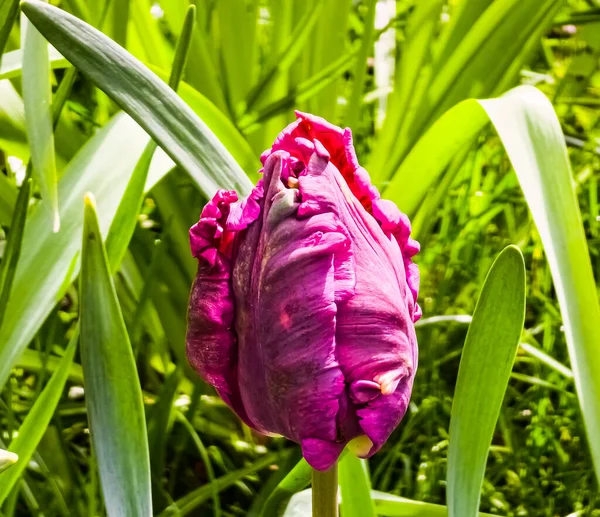 Темно Фиолетовые Тюльпаны Сорта Parrot Prince Весеннем Парке Начинают Цвести — стоковое фото